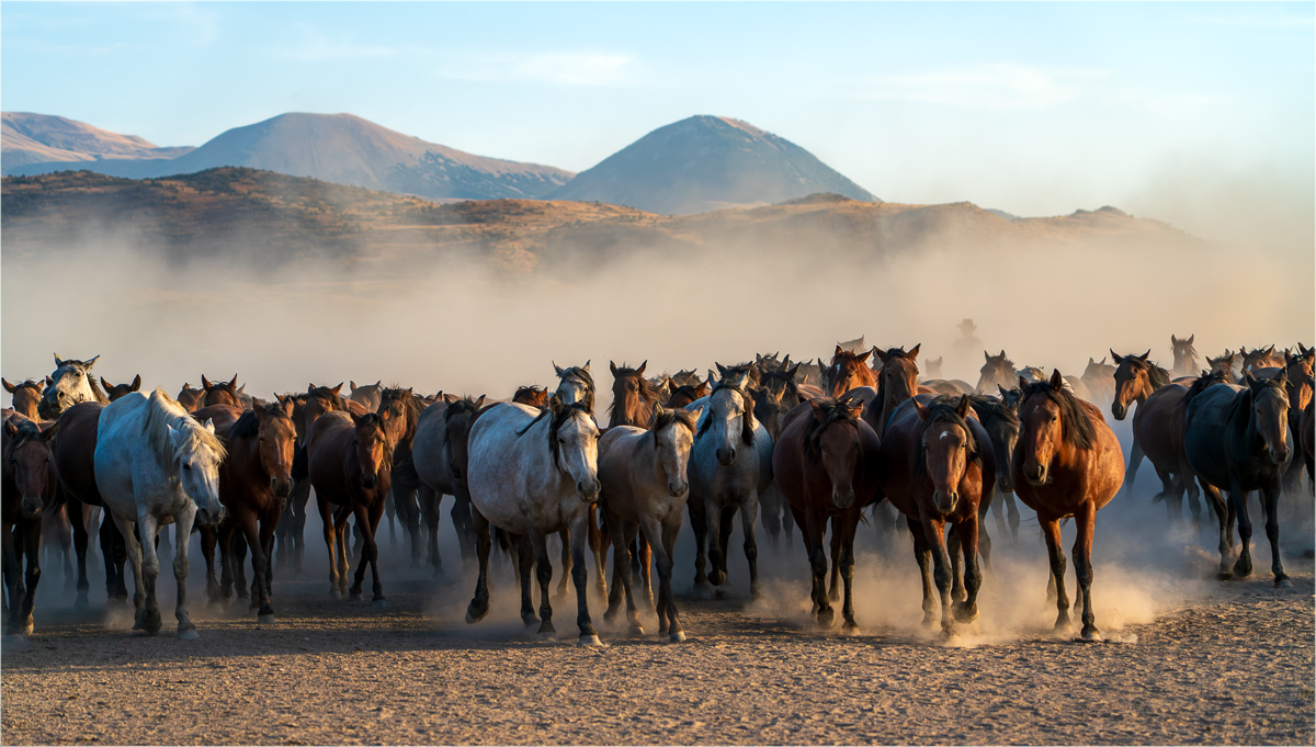 LaPlaca Post Camille Yilki Wild Horses AssignedSubject   Motion Photography 20251008